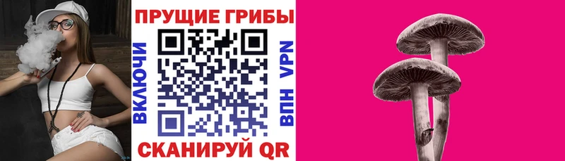 Галлюциногенные грибы Psilocybine cubensis Горнозаводск
